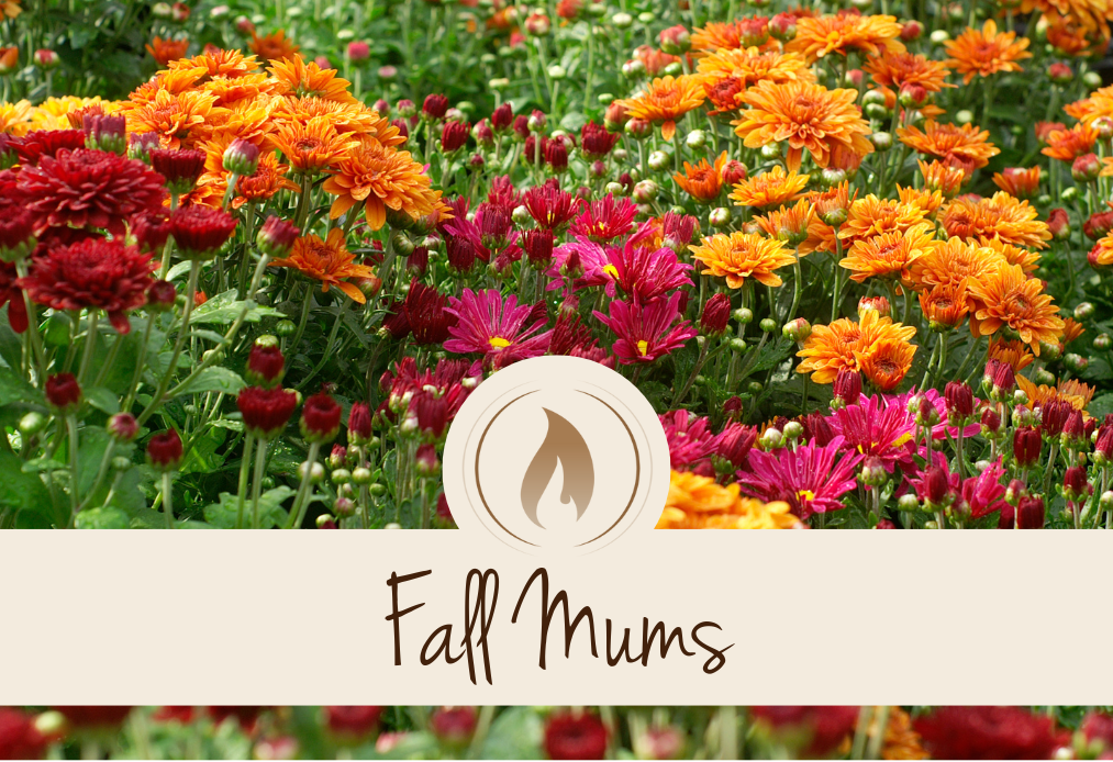 Fall Mums